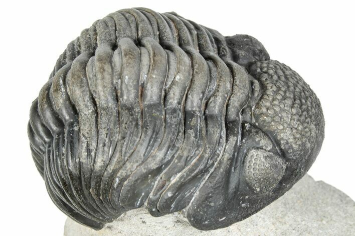 Curled Pedinopariops Trilobite - Mrakib, Morocco #287667